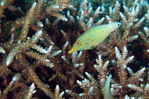 North Sulawesi-2018-DSC04135_rc- Longnose filefish - Poisson-lime a taches orange - Oxymonacanthus longirostris